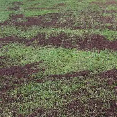 Cubra a grama com terra antes do inverno. Entrega para Porto Alegre, RS preço m2