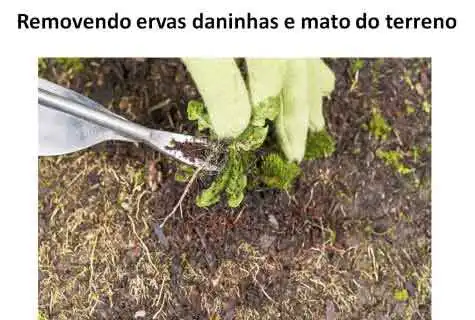 Veja em nossa pagina de dicas, como eliminar ervas daninhas de seu gramado. Fornecemos para Brasília, DF preço m2