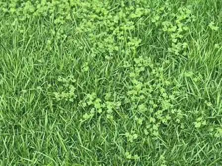 ervas daninhas na grama esmeralda - Rio de Janeiro