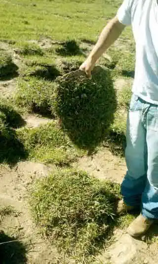 Tapete Grama Batatais Sao Paulo Preco m2