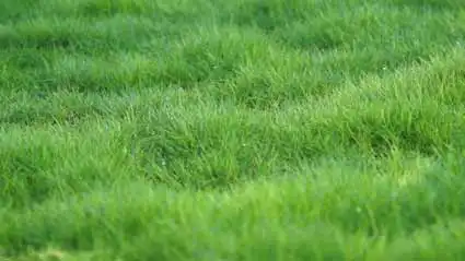 Grama Coreana preço m2 Sao Paulo SP REAL GRAMAS