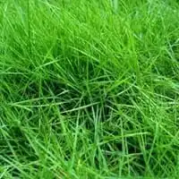 Grama Coreana preço m2 Detalhes - Belo Horizonte MG