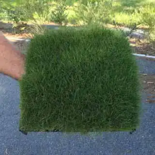 Grama Coreana preço m2 Tapete - Curitiba PR - REAL GRAMAS