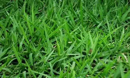 Emerald Grass details Belo Horizonte