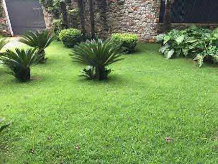Emerald Grass - Landscaping - Rio de Janeiro