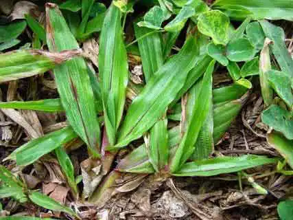 Grama Sao Carlos - detalhes - Belo Horizonte