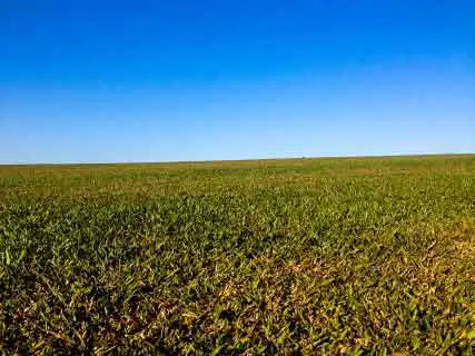 Grama Sao Carlos Fazenda - Rio de Janeiro
