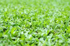 Grama Sao Carlos detalhes - Goiania