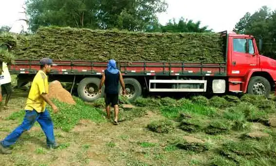 comprar grama em Barueri SP