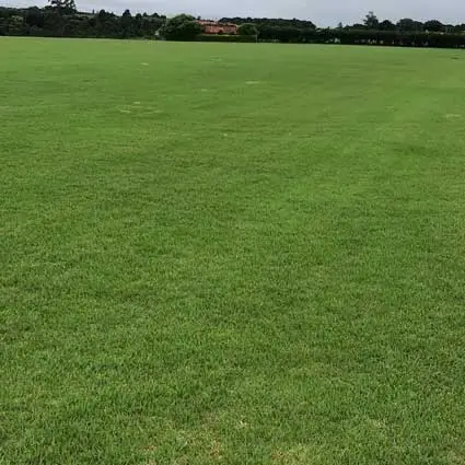 grama para jardim em São Carlos SP