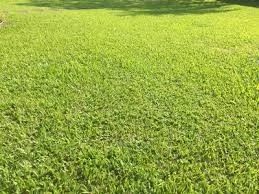 grama para campo de futebol em Mirangaba BA