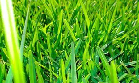 Saint Augustine Grass
