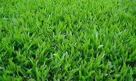 Carpet Grass preço m2