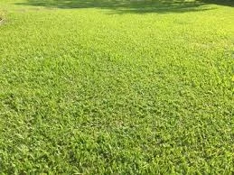 grass for soccer field in Ituiutaba MG